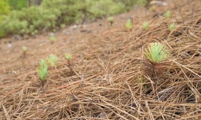 do pine needles make good mulch