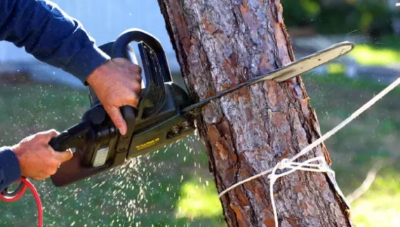how to remove a small tree