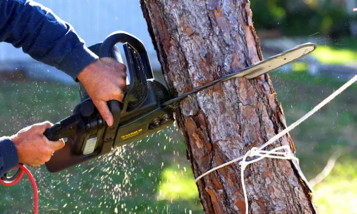 how to remove a small tree