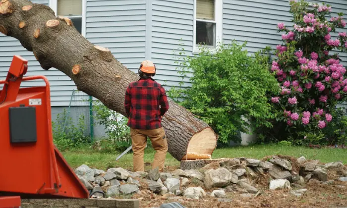 tree removal techniques