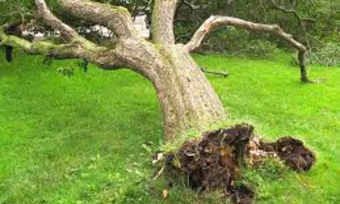 Tree Uprooting