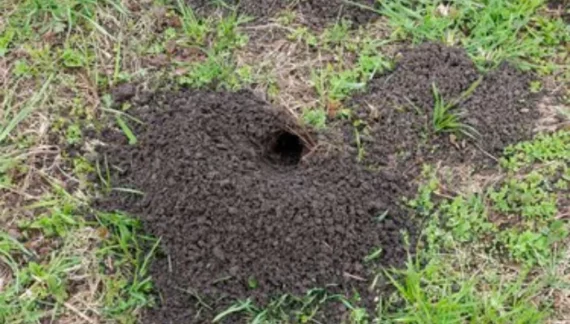 what digs holes in mulch