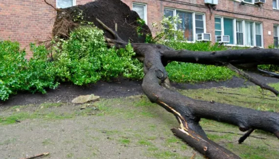 who is responsible for fallen tree removal