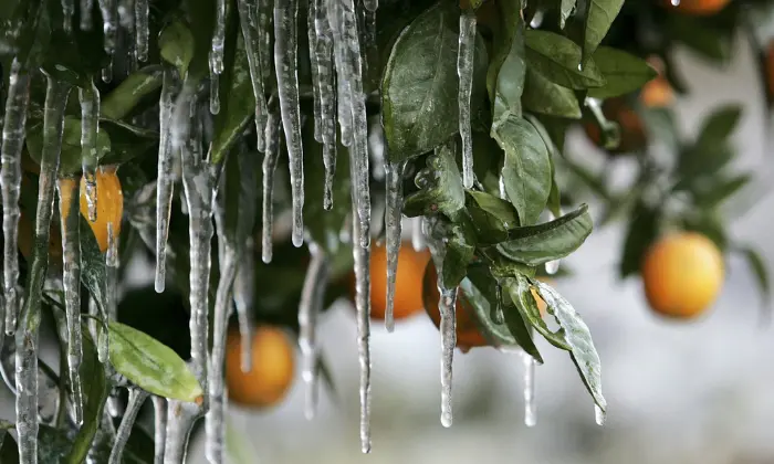How to Care For Fruit Trees After a Freeze