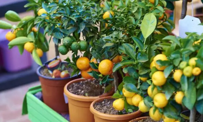 How to Care For Fruit Trees in Pots