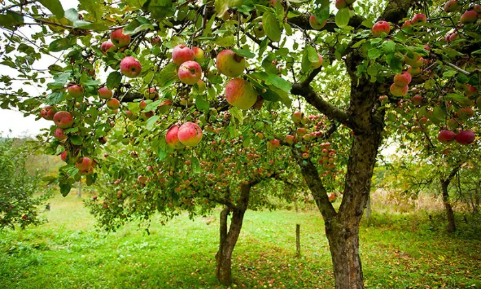 How to Care For Fruit Trees in Spring