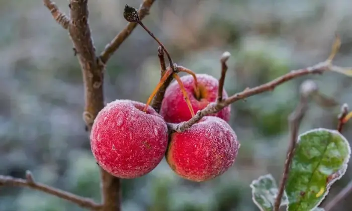 How to Care For Fruit Trees in Winter