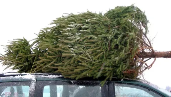 How to Tie Christmas Tree to Car