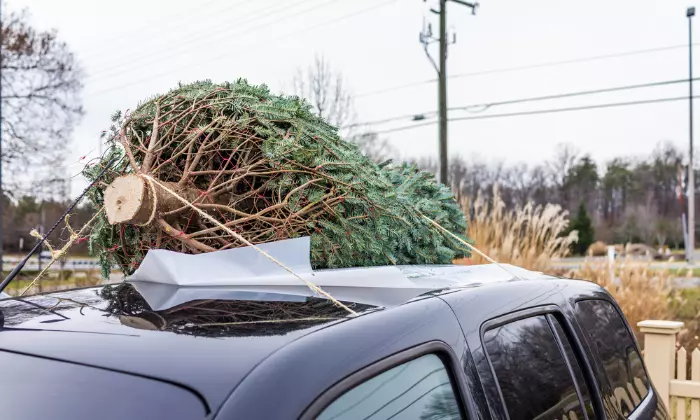 How to Tie Christmas Tree to Car Without Roof Rack