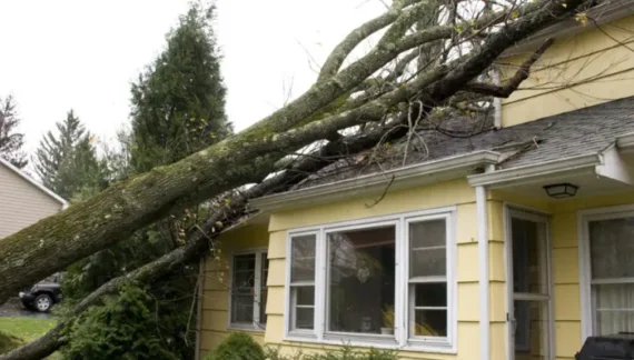 When a Tree Branch Falls On Neighbor's Property