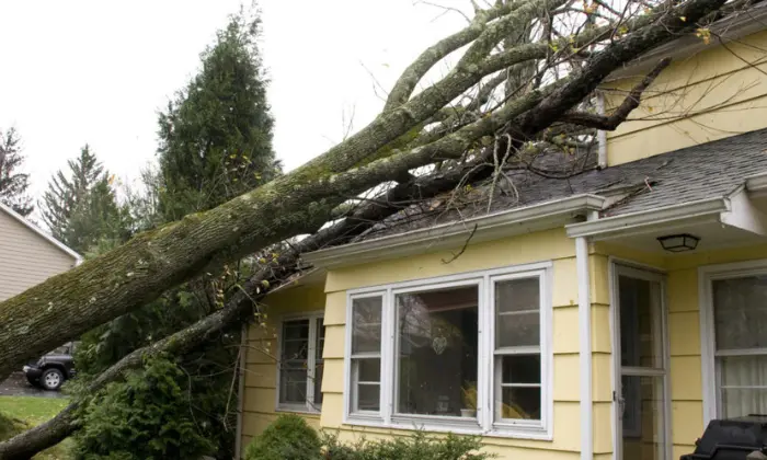 When a Tree Branch Falls On Neighbor's Property