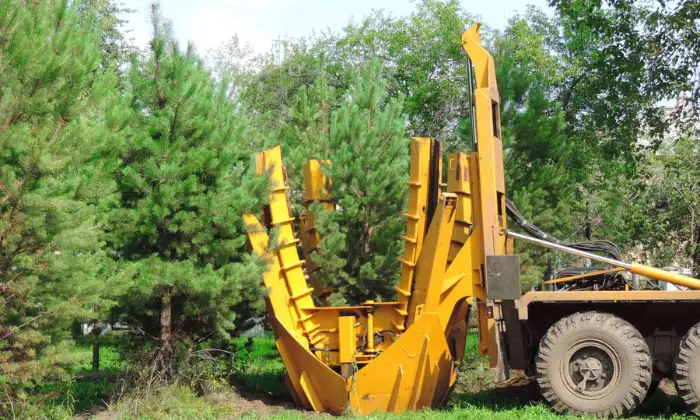 can you plant a tree where one was removed