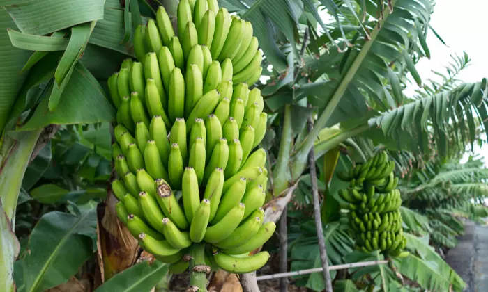 how to care for a banana tree