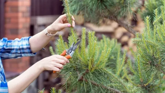 how to care for pine trees
