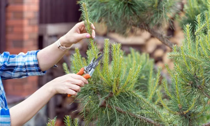 how to care for pine trees