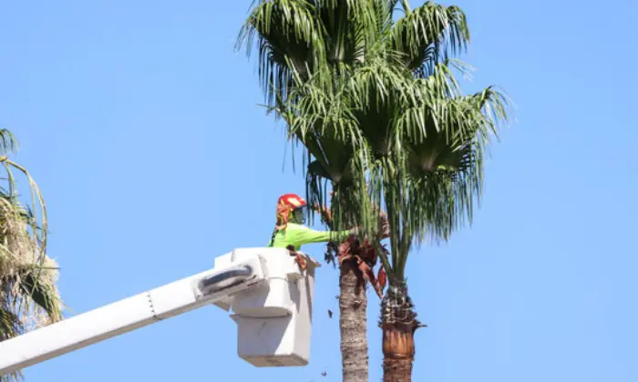 how to remove a palm tree