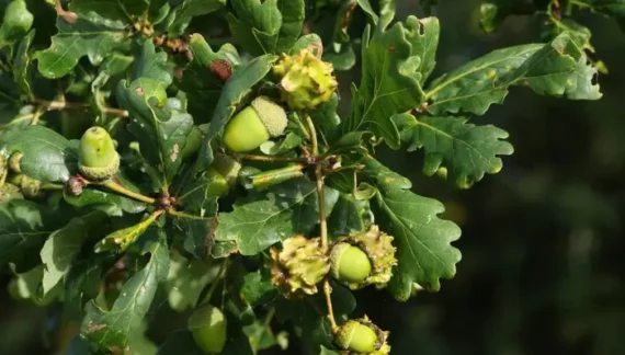 what falls from oak trees