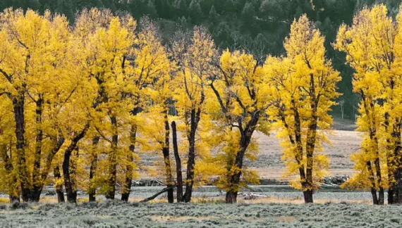 what trees turn yellow in the fall