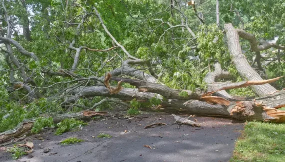 who removes fallen trees from roads